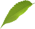 leaf